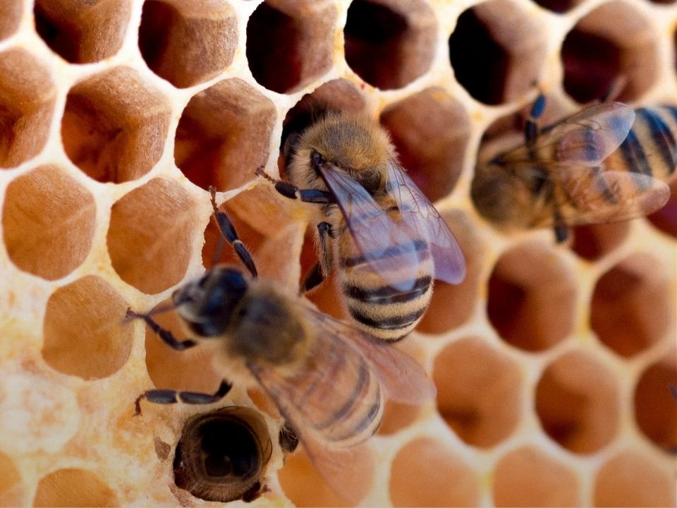 bees02-1.jpg